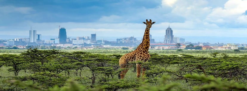 Nairobi national park