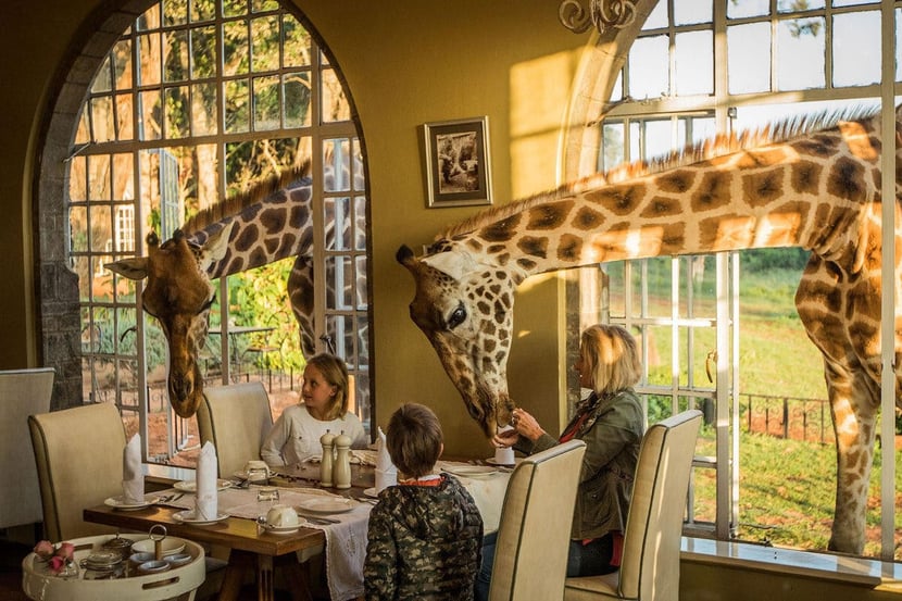 giraffe manor